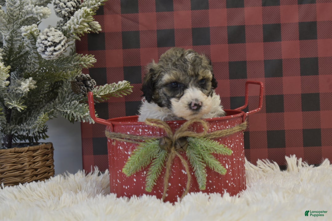 Miniature Poodle dogs for sale: Maverik - Ad 12