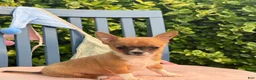 Chihuahua dogs for sale: Henry - Ad 12