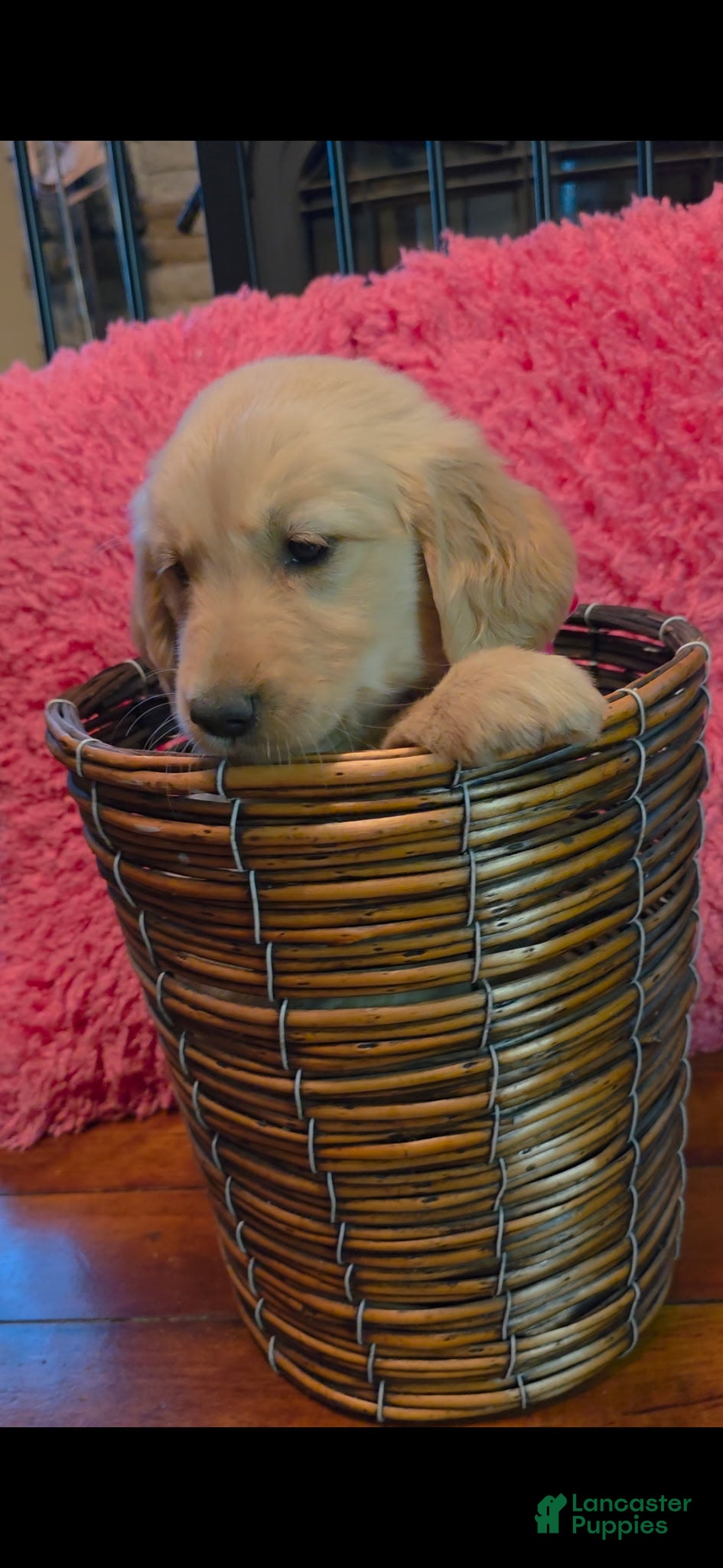 Golden Retriever dogs AKC Lola - Ad 2