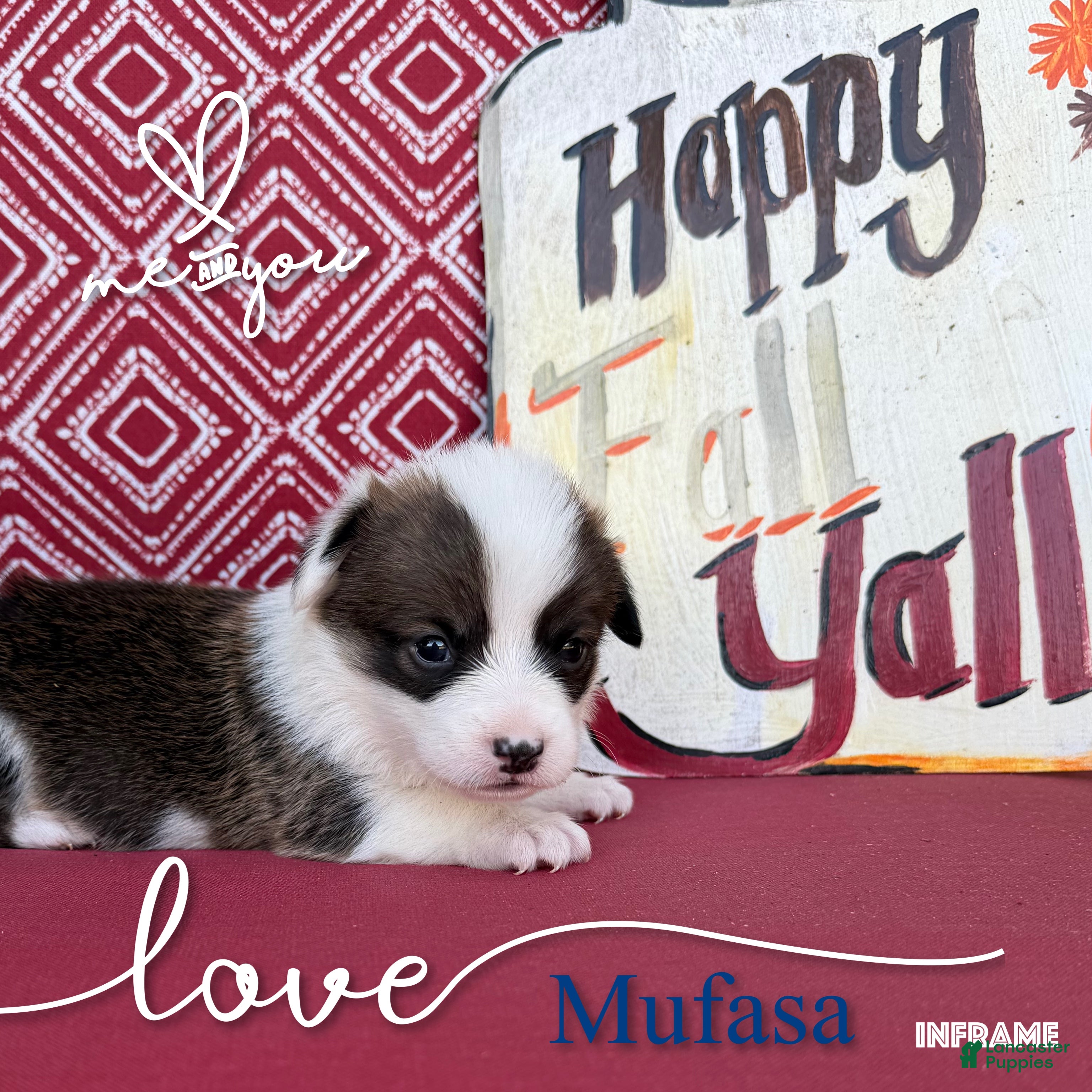 Welsh Corgi Pembroke dogs Mufasa - Ad 2