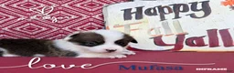 Welsh Corgi Pembroke dogs for sale: Mufasa - Ad 2