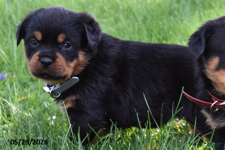 Rottweiler dogs Rockstar - Ad 2