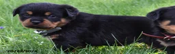 Rottweiler dogs for sale: Rockstar - Ad 2