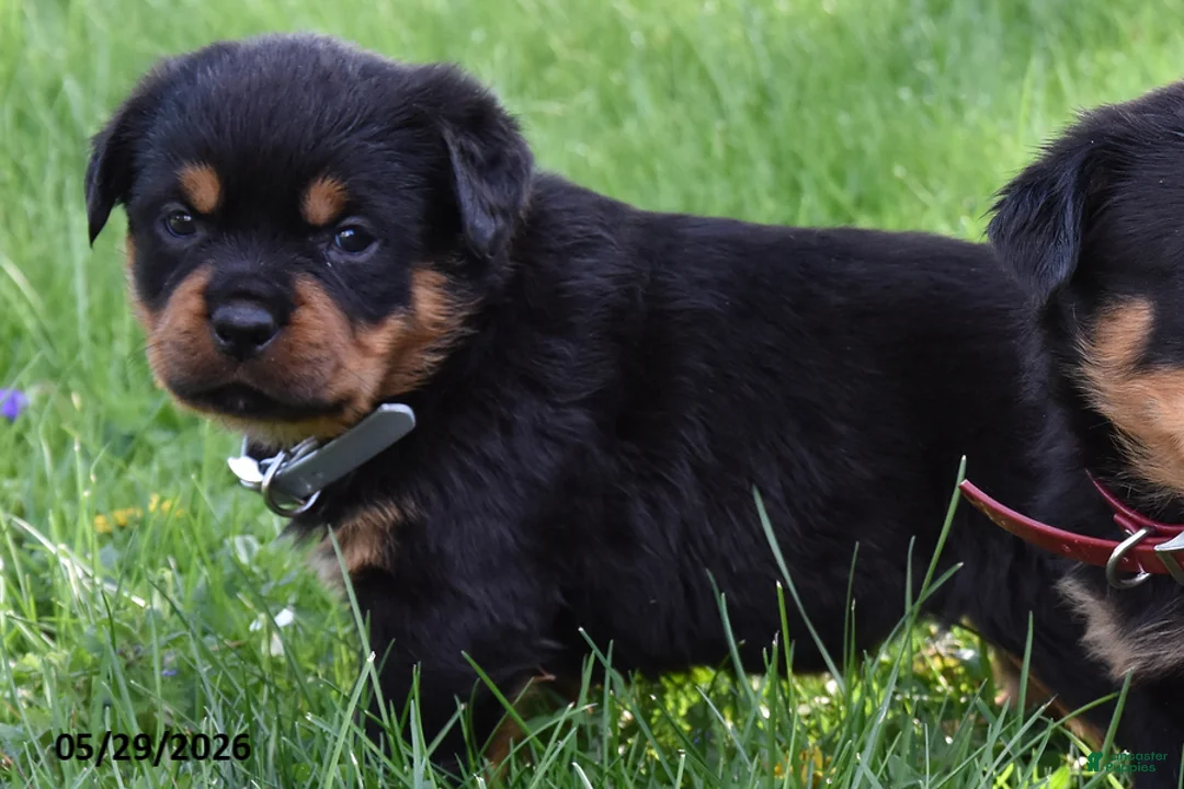 Rottweiler dogs for sale: Rockstar - Ad 2