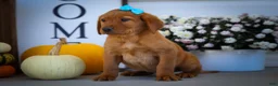 Labrador Retriever dogs for sale: NELSON - Ad 4