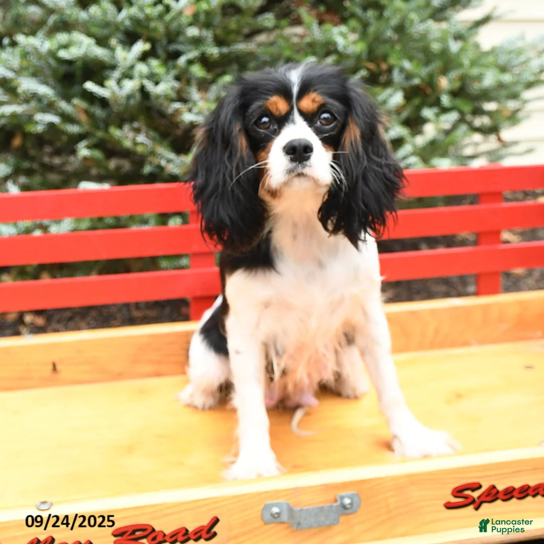 Cavalier King Charles Spaniel dogs for sale: Sugar - Ad 6