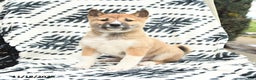 Shiba Inu dogs for sale: Nolan - Ad 4