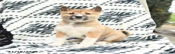 Shiba Inu dogs for sale: Nolan - Ad 4