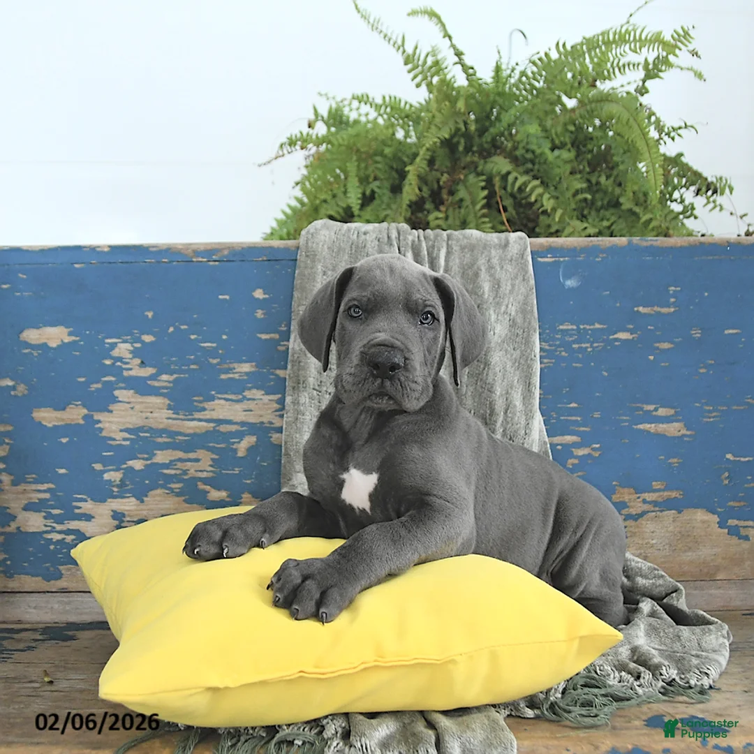 Great Dane dogs for sale: Apollo - Ad 1