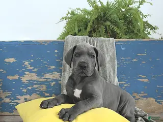 Great Dane dogs Apollo - Ad 22