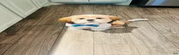 Shih Tzu dogs for sale: Shih Tzu 1 - Ad 1