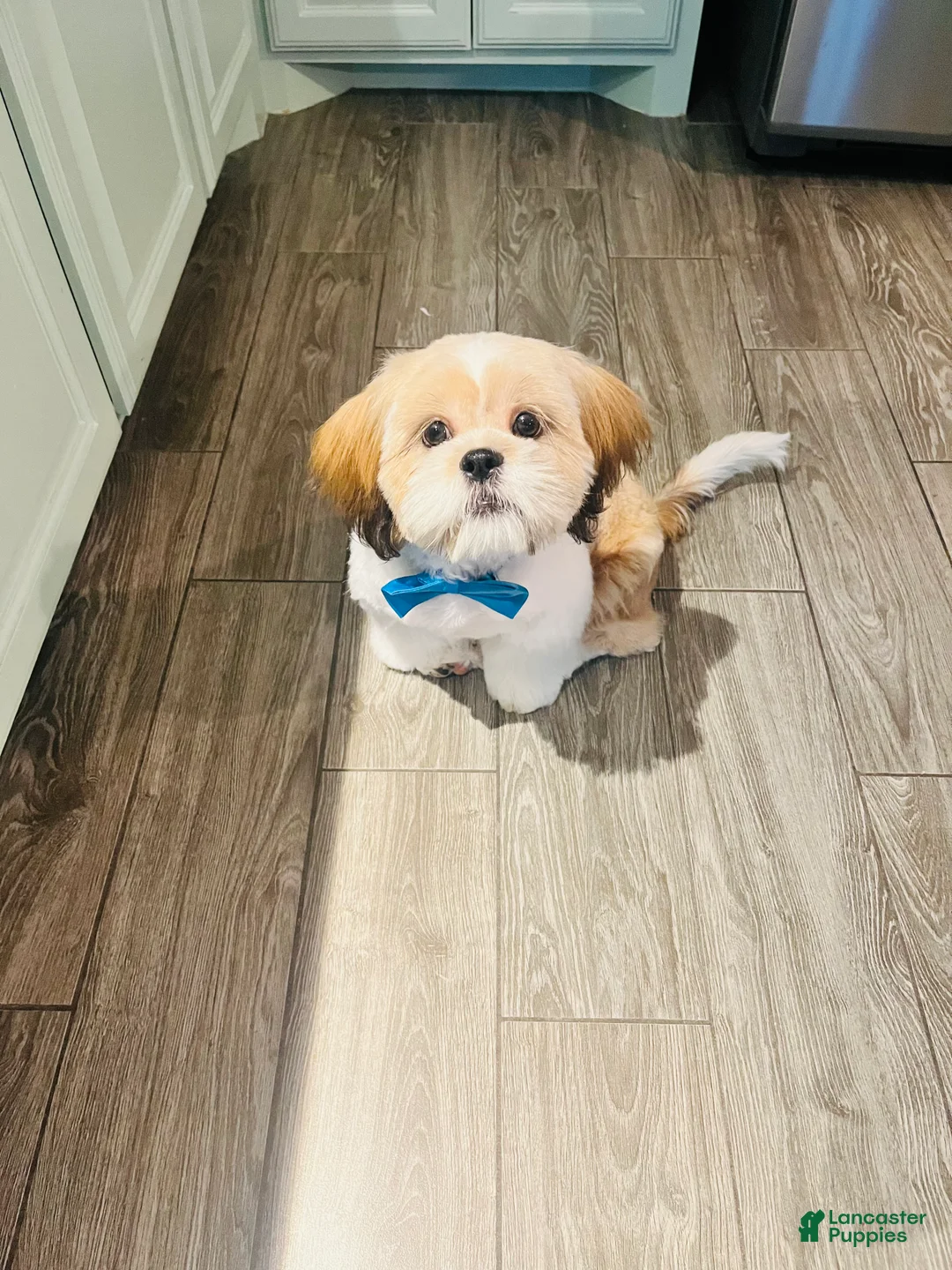 Shih Tzu dogs for sale: Shih Tzu 1 - Ad 1
