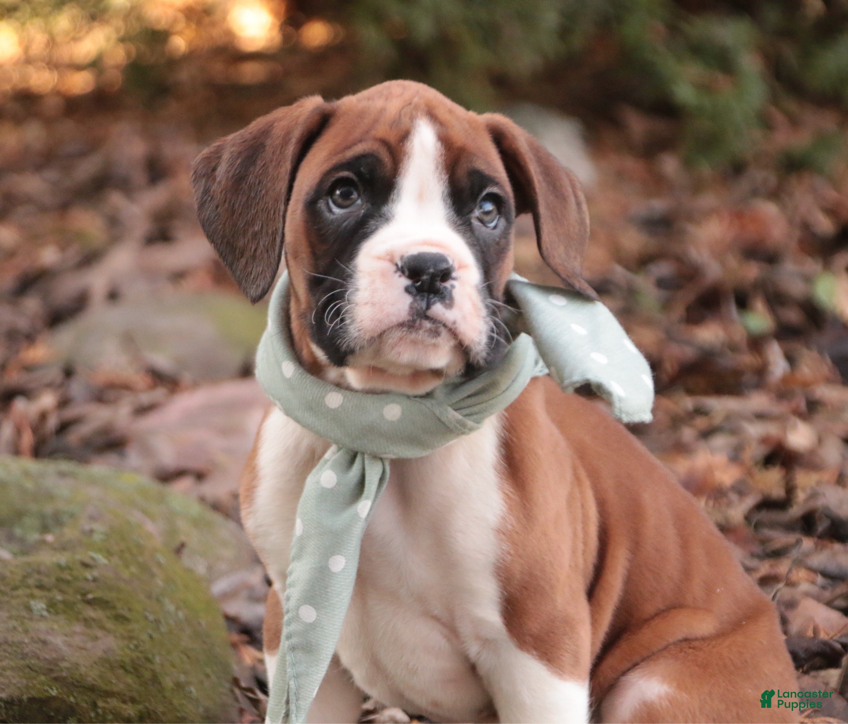 Boxer dogs Asher - Ad 2