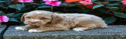 Cockapoo dogs for sale: Garrison  - Ad 5