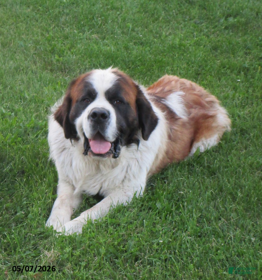 Saint Bernard dogs Jipsy - Ad 1