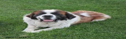 Saint Bernard dogs for sale: Jipsy - Ad 1