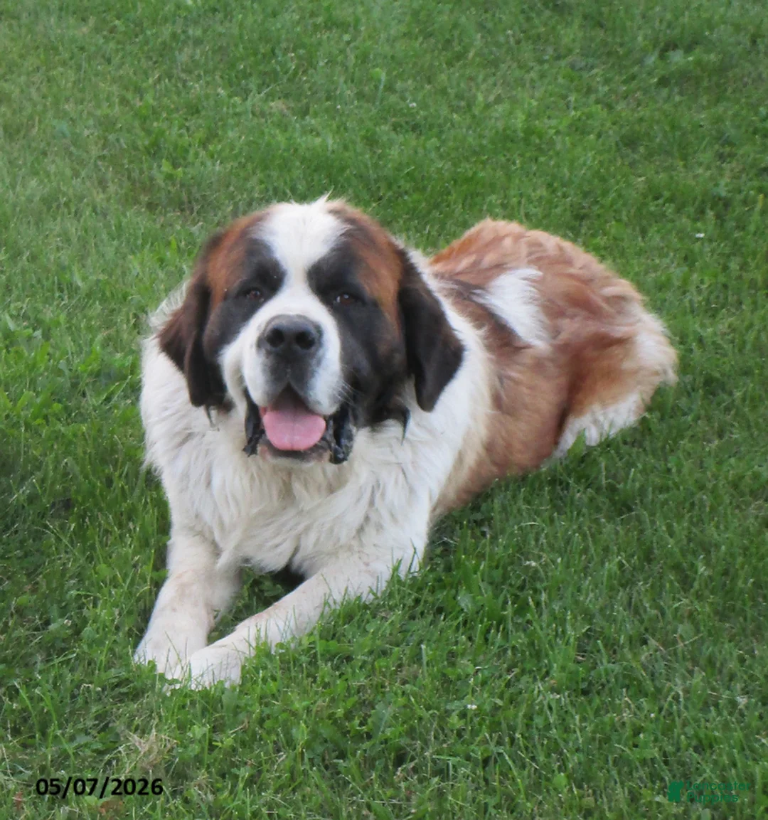 Saint Bernard dogs for sale: Jipsy - Ad 1