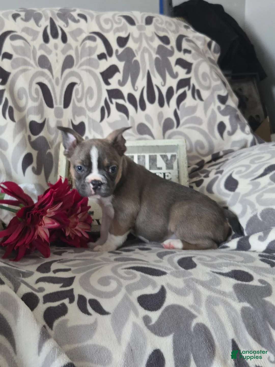 Frenchton dogs for sale: Bruiser - Ad 4