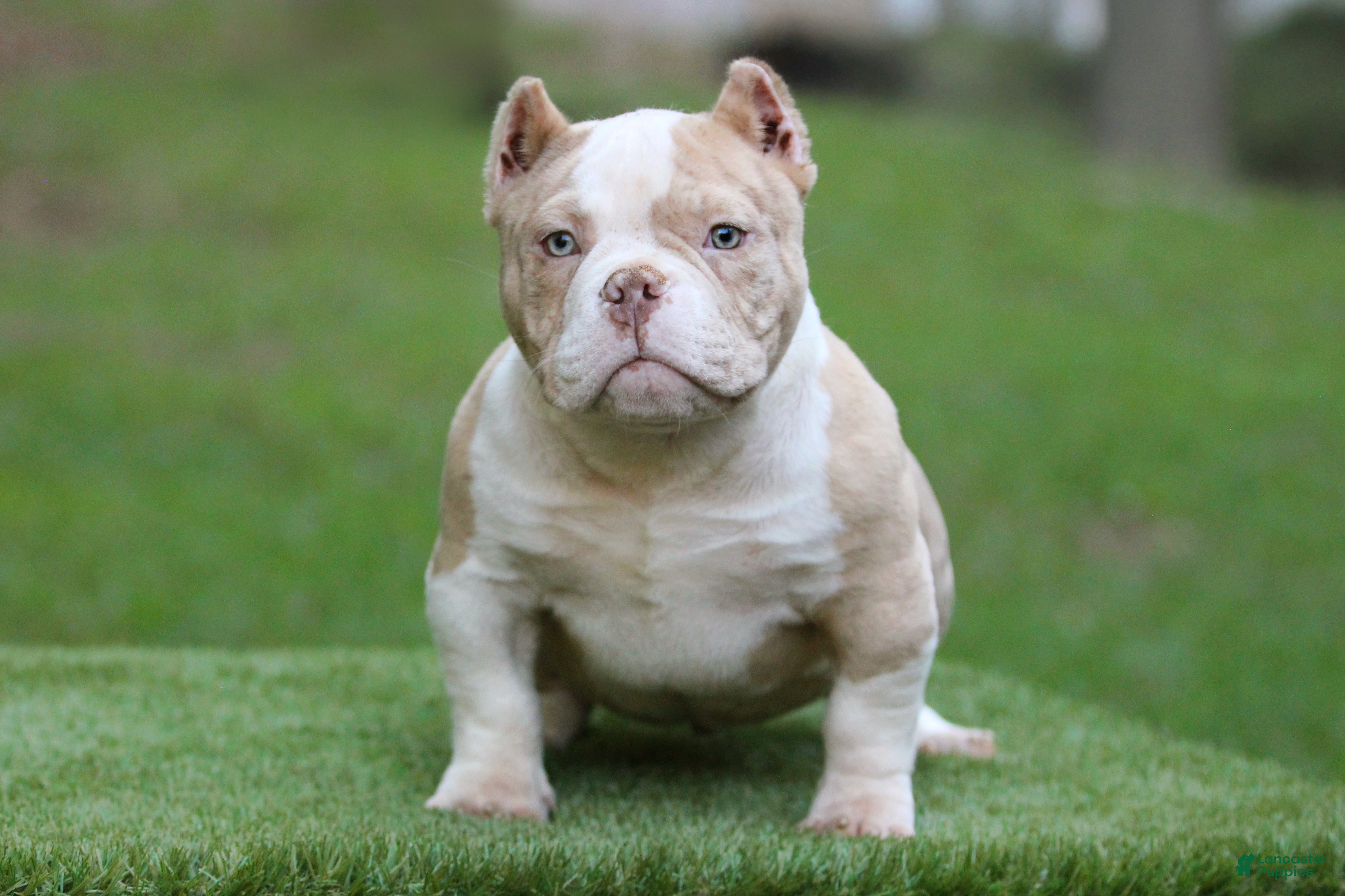 American Bully dogs Lilac Merle Male - Ad 20