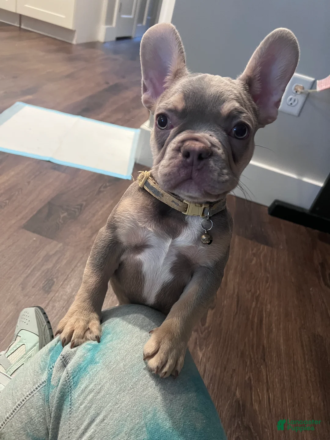 French Bulldog dogs for sale: French Bulldog Puppy 3/Cloud - Ad 1