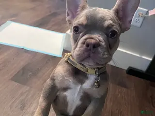 French Bulldog dogs for sale: French Bulldog Puppy 3/Cloud - Ad 2