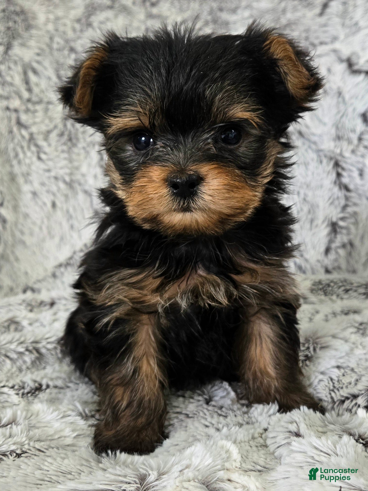 Yorkshire Terrier dogs Pixie - Ad 1