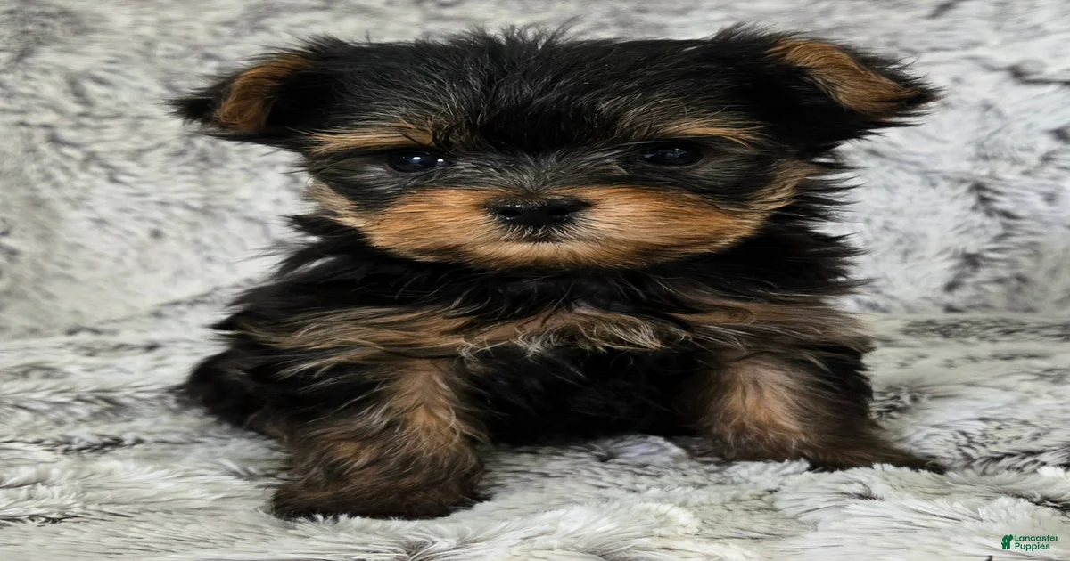 Pixie Yorkshire Terrier for sale in Fredericksburg | Lancaster Puppies