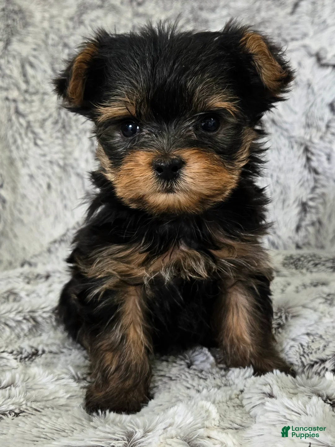 Yorkshire Terrier dogs for sale: Pixie - Ad 1