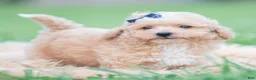 Maltipoo dogs for sale: Bronx F1B - Ad 4