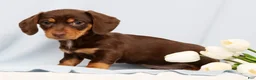 Miniature Dachshund dogs for sale: Fern - Ad 3