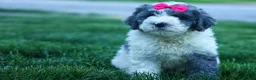 Cavapoo dogs for sale:  Gabby 🩷🐶 - Ad 9