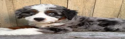 Mini Bernedoodle dogs for sale: 🧡IN BOSTON MASSACHUSETTS AREA🧡DOUBLE BLUE EYES🧡MINI BERNEDOODLE BOY🧡 - Ad 2