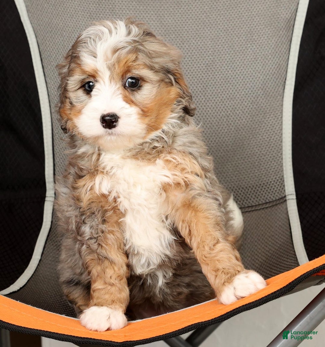 Mini Bernedoodle dogs for sale: Twinkle - Ad 8