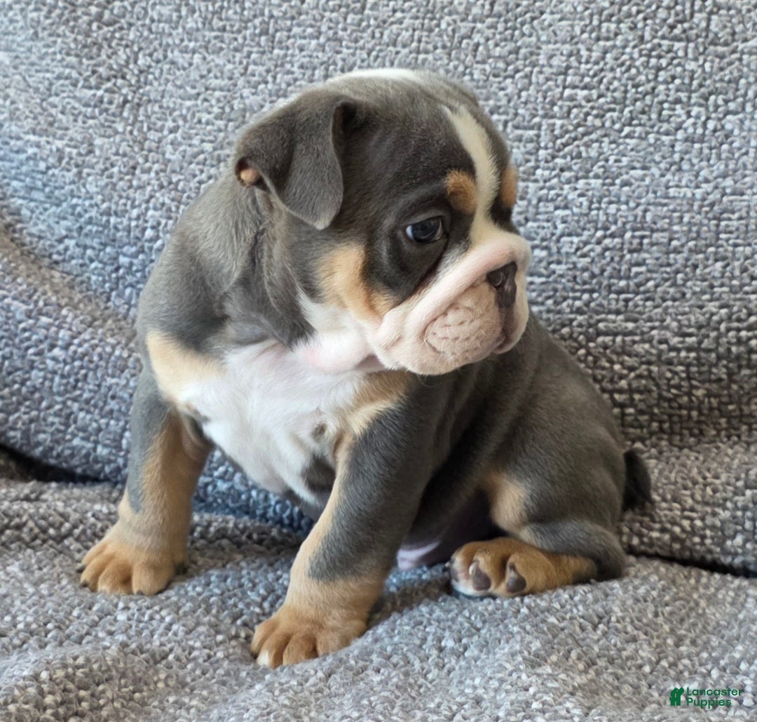 English Bulldog dogs for sale: AKC Harrison - Ad 3