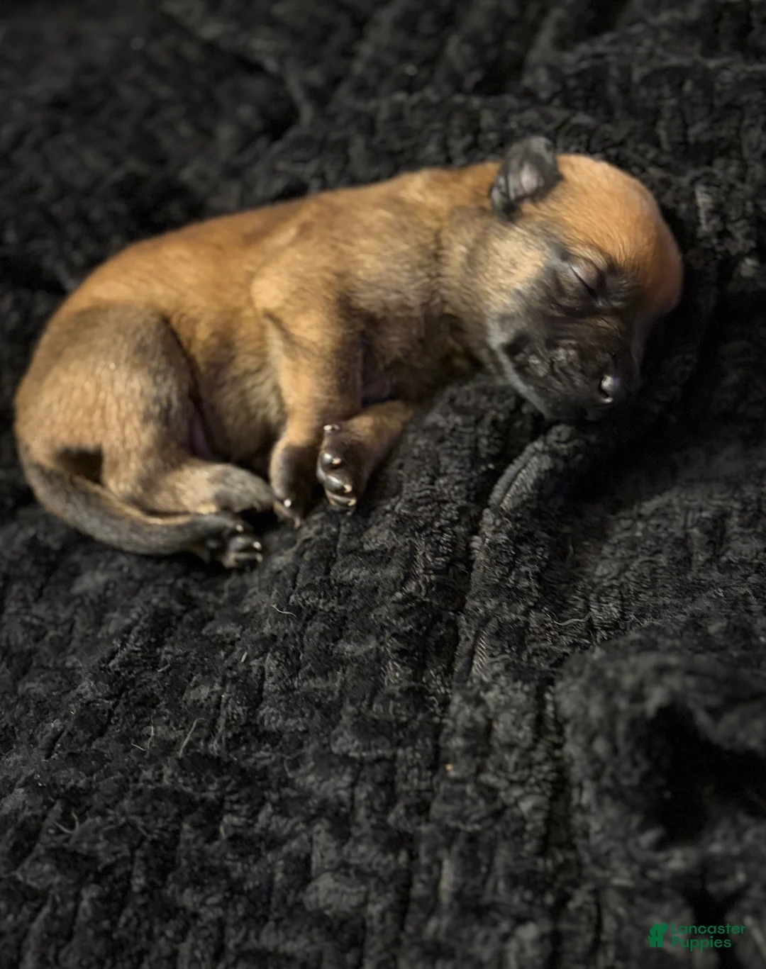 Belgian Malinois dogs for sale: Belgian Malinois Puppy 4 - Ad 2