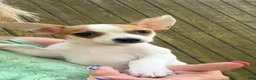 Chihuahua dogs for sale: Chihuahua Puppy 2 - Ad 9