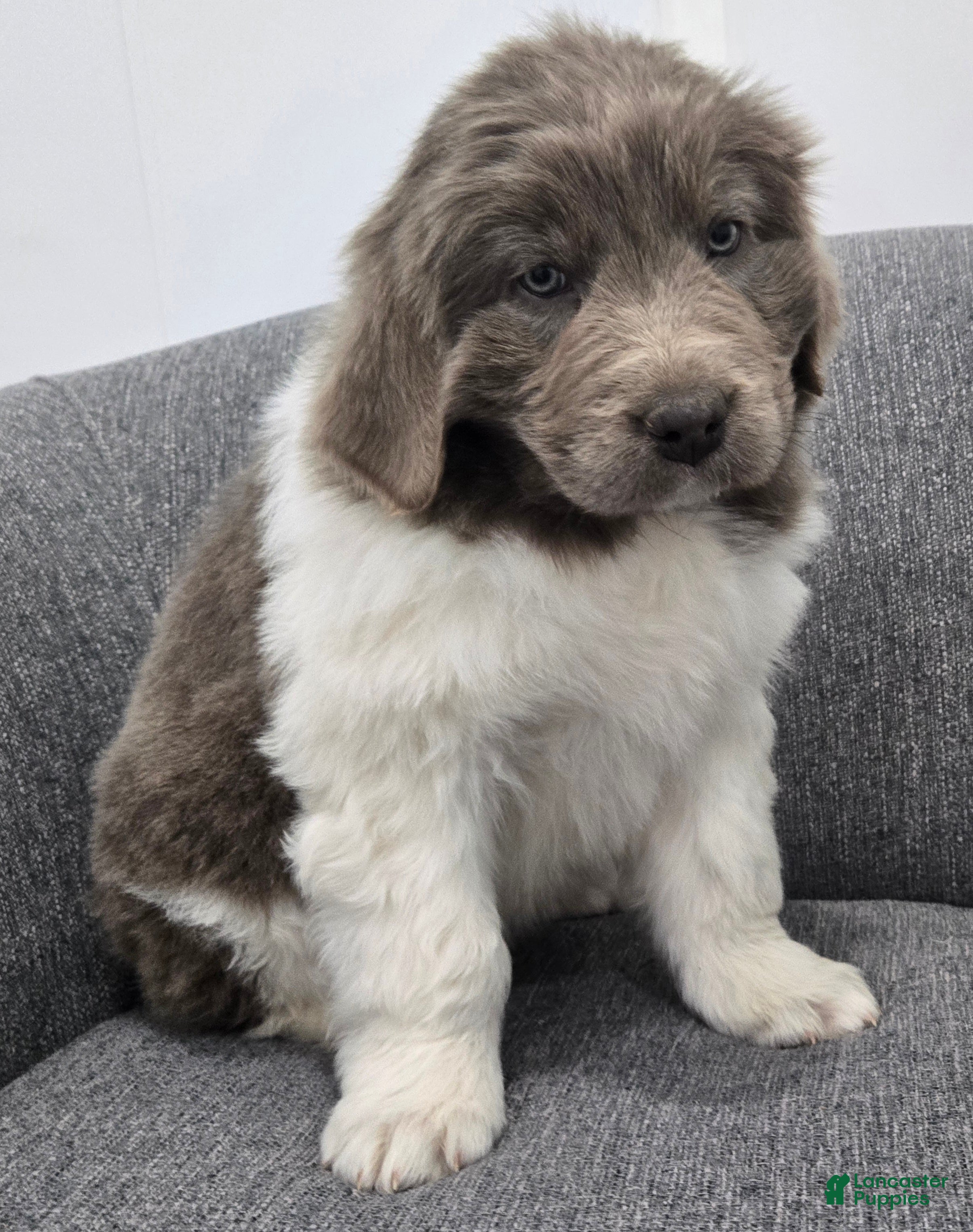 Newfoundland dogs Bailey  - Ad 35