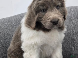 Newfoundland dogs Bailey - Ad 31