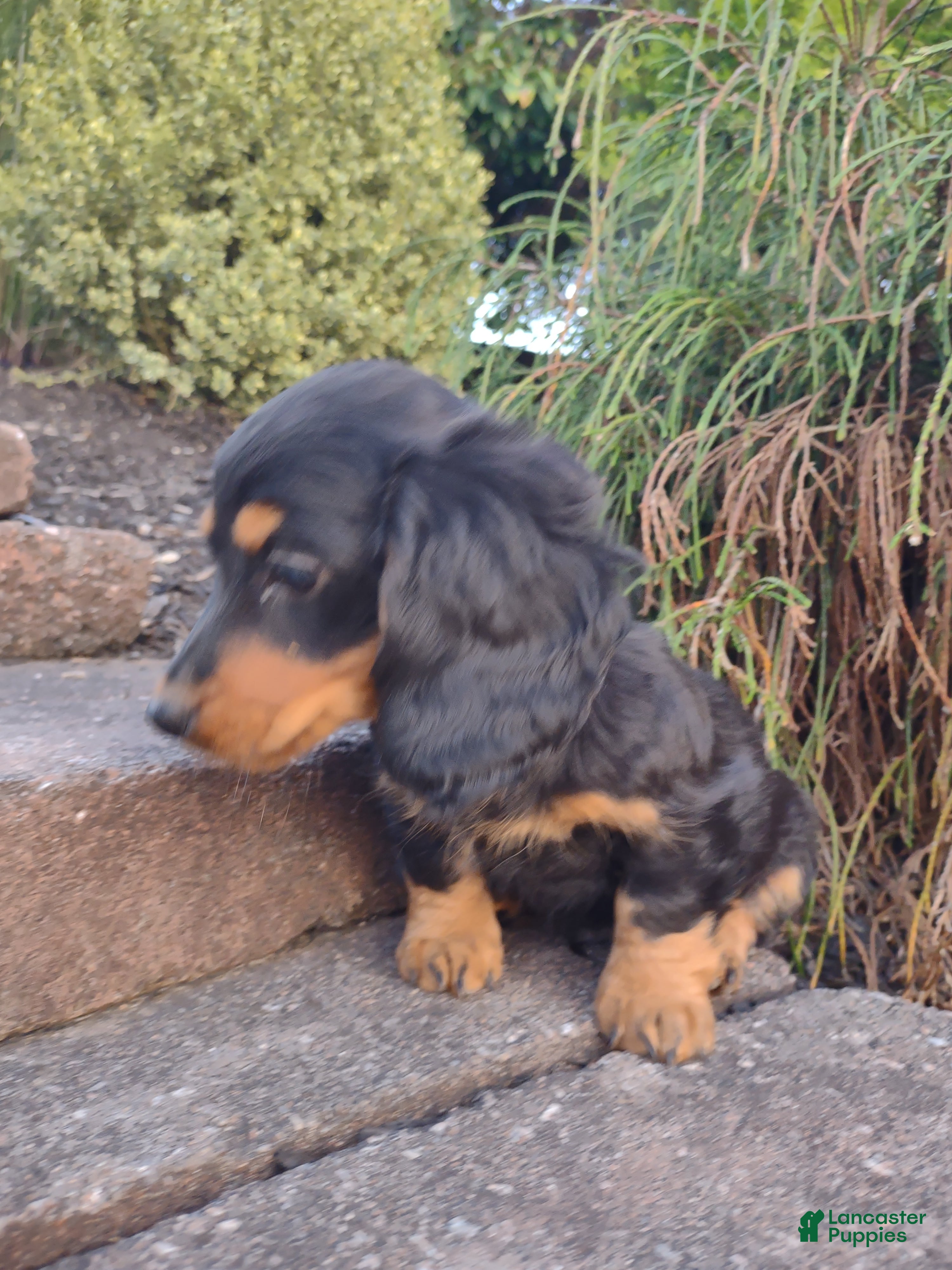 Dachshund dogs Archie - Ad 2