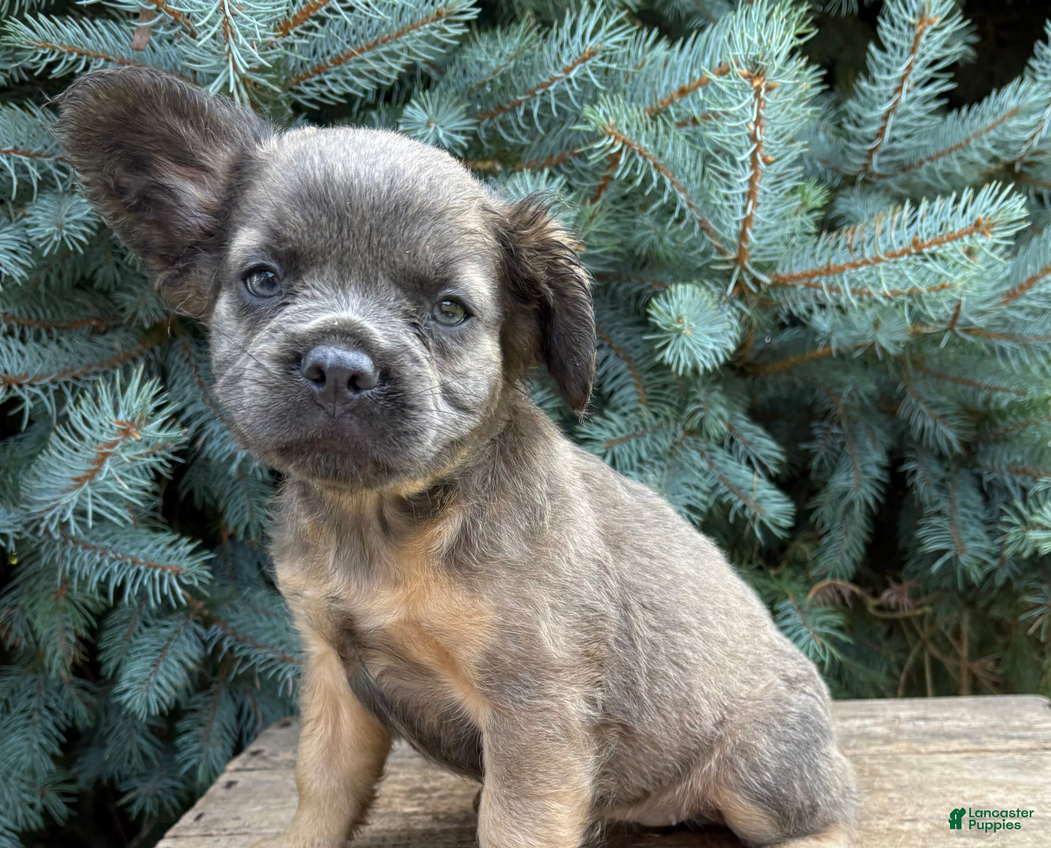 French Bulldog dogs Dakota Fluffy - Ad 1