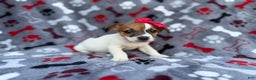 Jack Russell Terrier dogs for sale: Briar - Ad 2