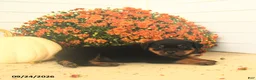 Rottweiler dogs for sale: Prince   - Ad 5