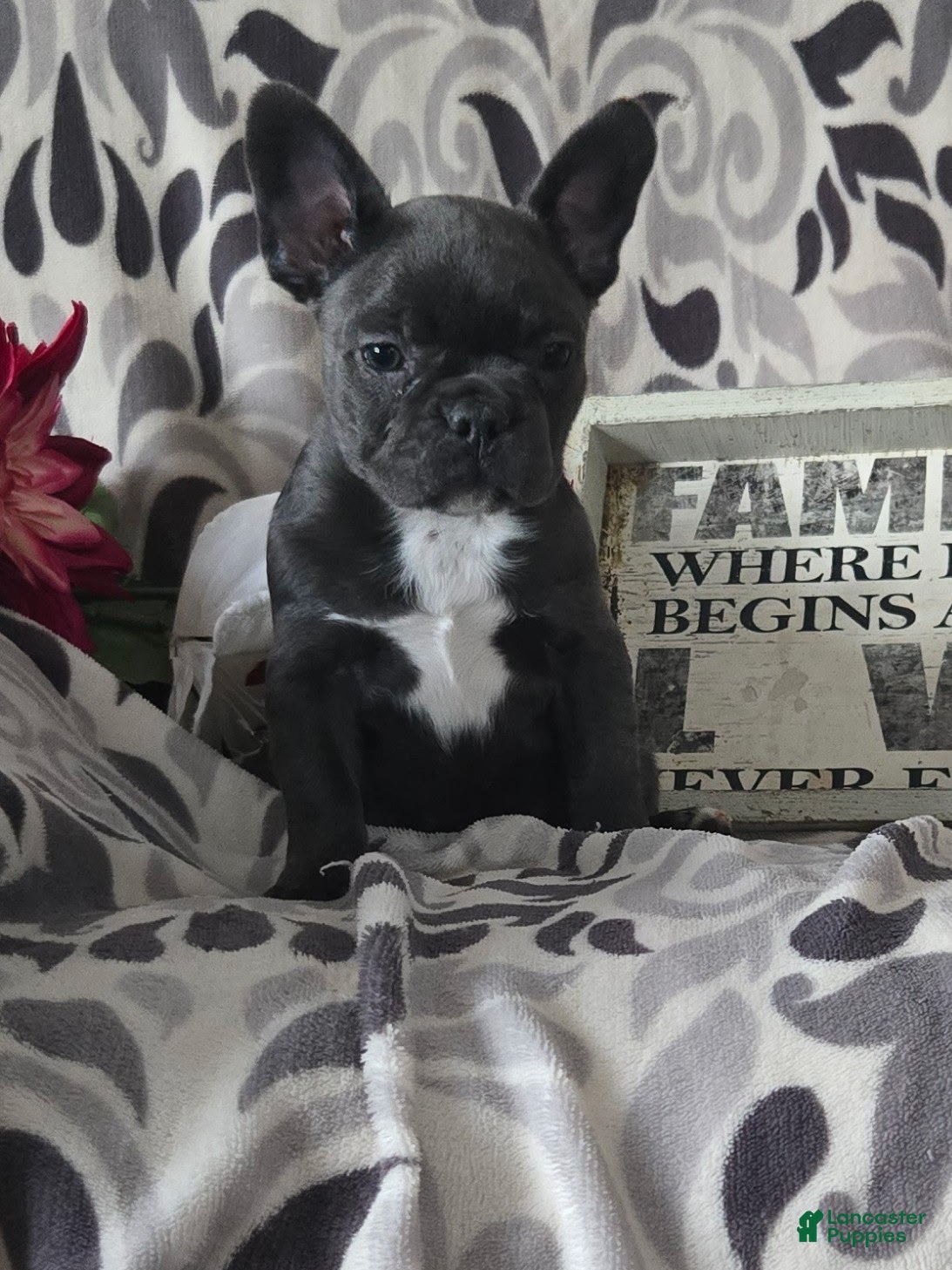 Frenchton dogs Timothy  - Ad 1