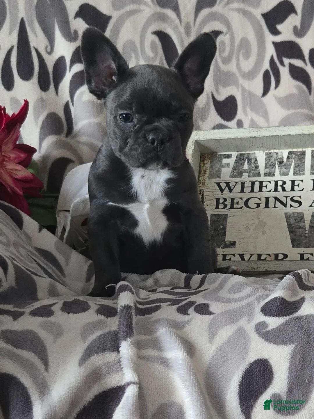Frenchton dogs for sale: Timothy  - Ad 1