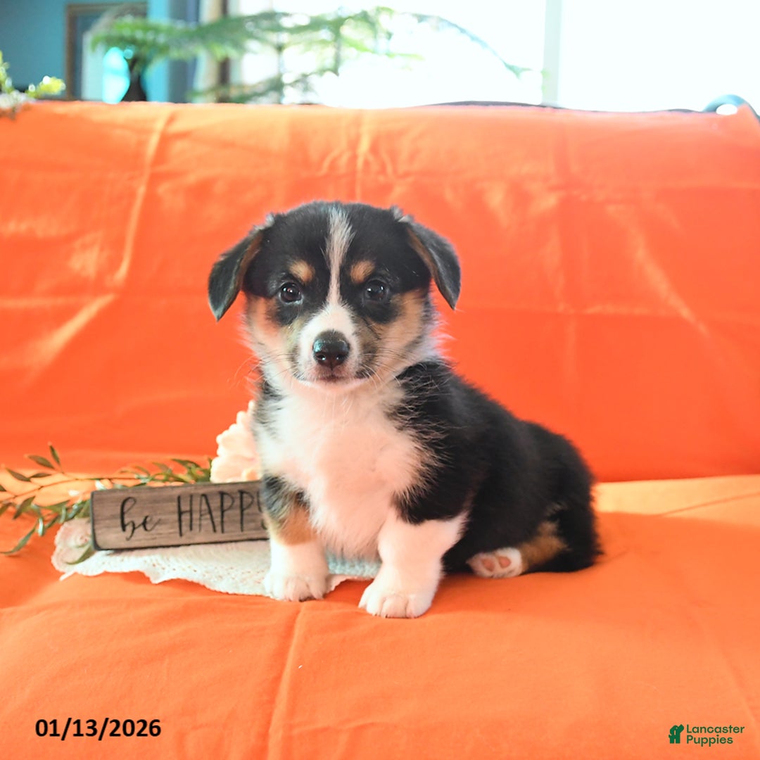 Welsh Corgi Pembroke dogs for sale: Pepper - Ad 3