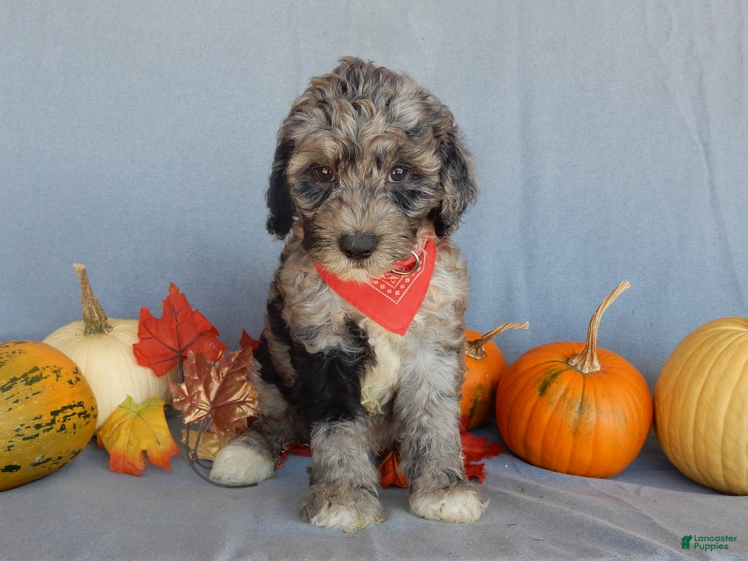 Sheepadoodle dogs for sale: Panda (medium) - Ad 48