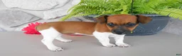 Jack Russell Terrier dogs for sale: Patty - Ad 3