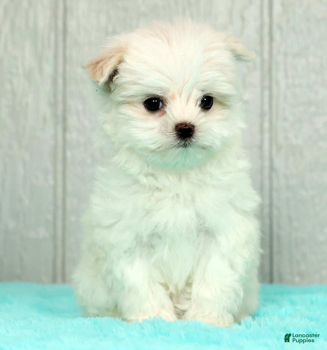 Maltese dogs for sale: Chloe - Ad 2