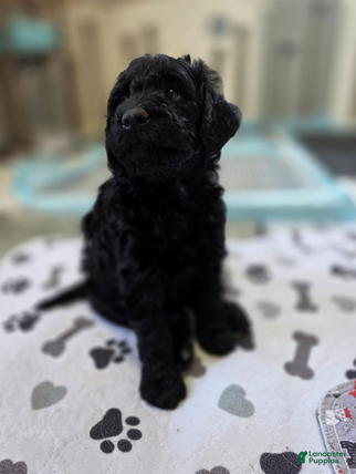 Bernedoodle dogs Peacon - Ad 2