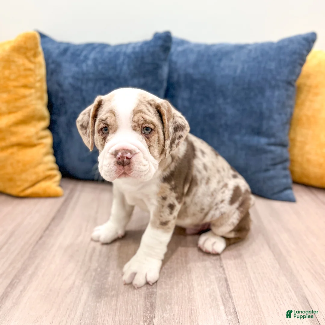 Beabull dogs for sale: Parker - Ad 1